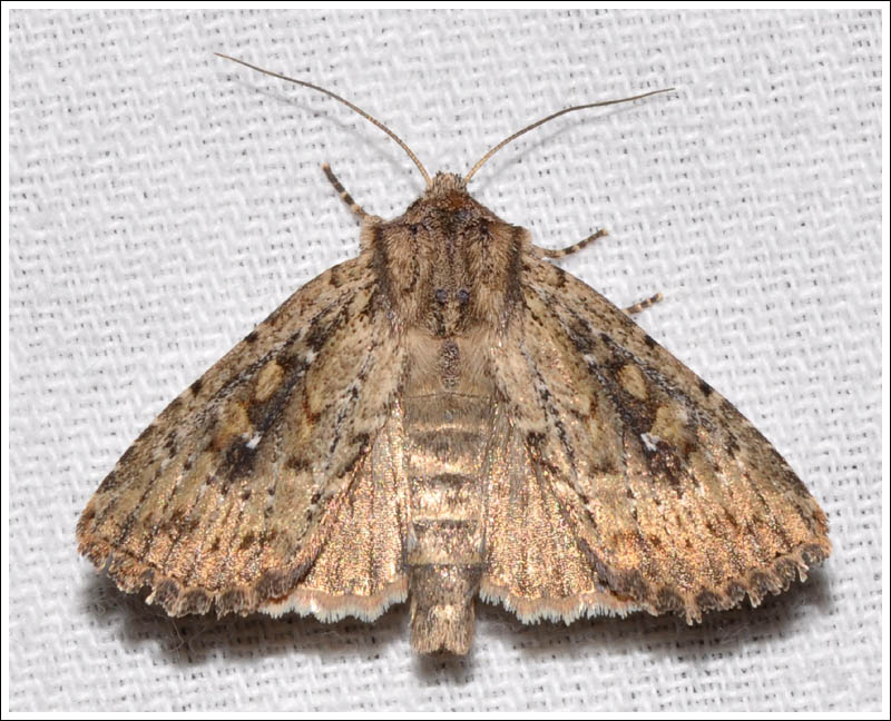 Noctuidae
