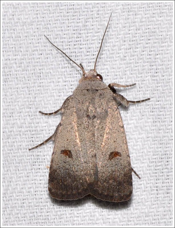 Noctuidae
