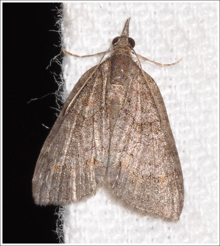 Microdes species
Geometridae
larentiinae
