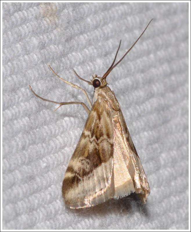 Hellula hydralis
 Crambidae, 
Glaphyriinae.
