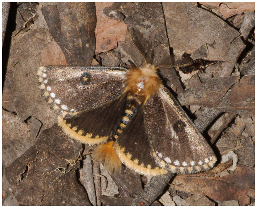 Epicoma tristis
Notodontidae.
