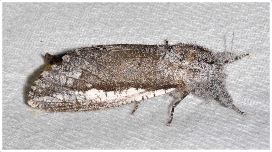 Endoxyla secta
Cossidae
