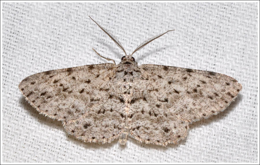 (Tephrosia) exesaria
