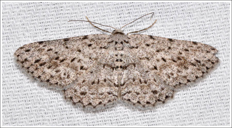 (Tephrosia) exesaria

