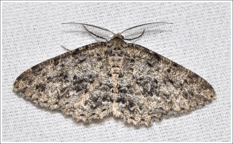 Thallogama nigraria
