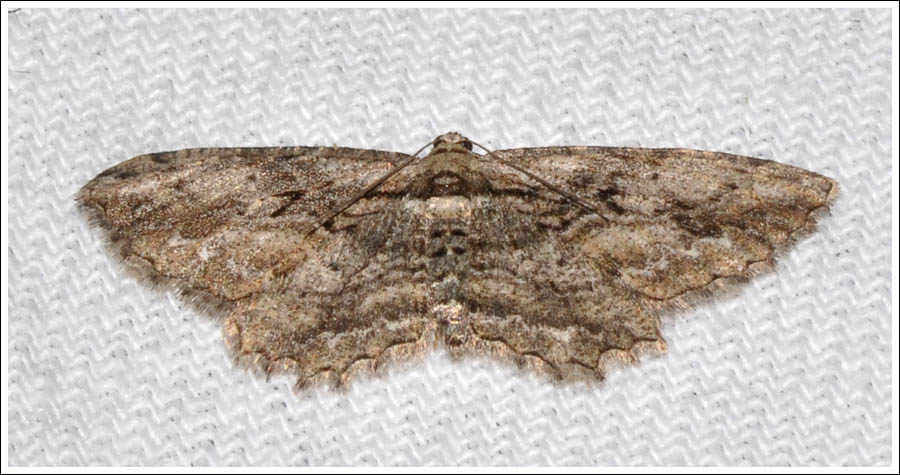 Ectropis lignea
