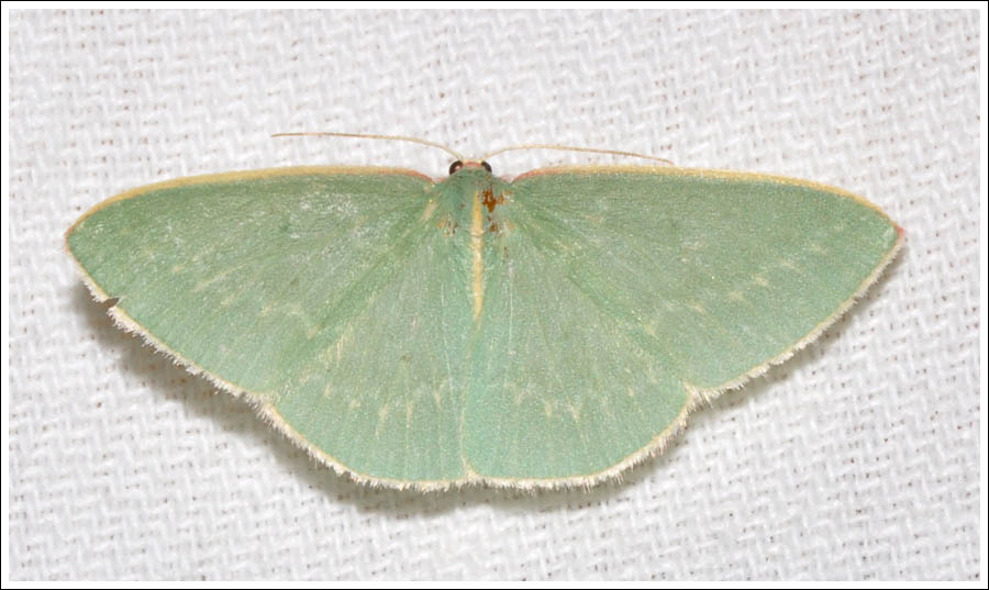 pn025.jpg
