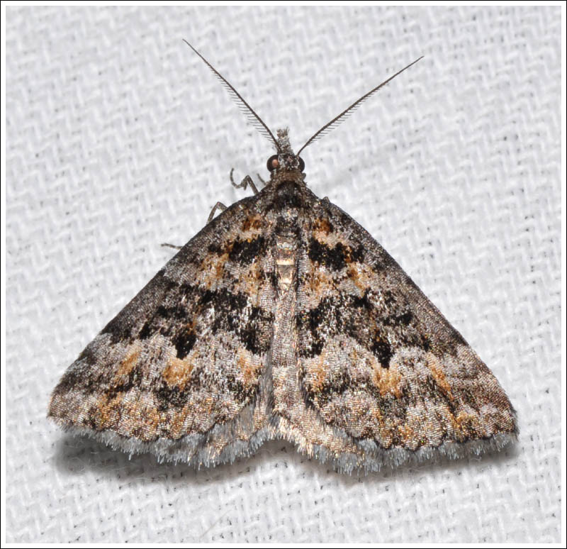 pn027.jpg