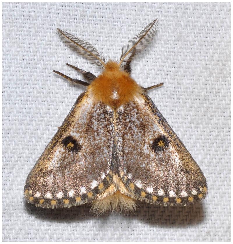 Epicoma tristis
