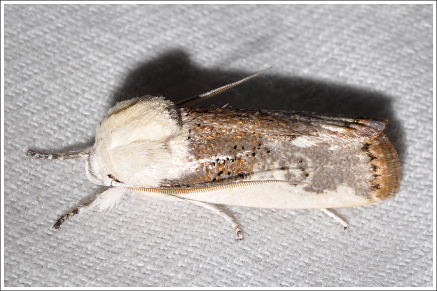 Cryptophasa near irrorata
