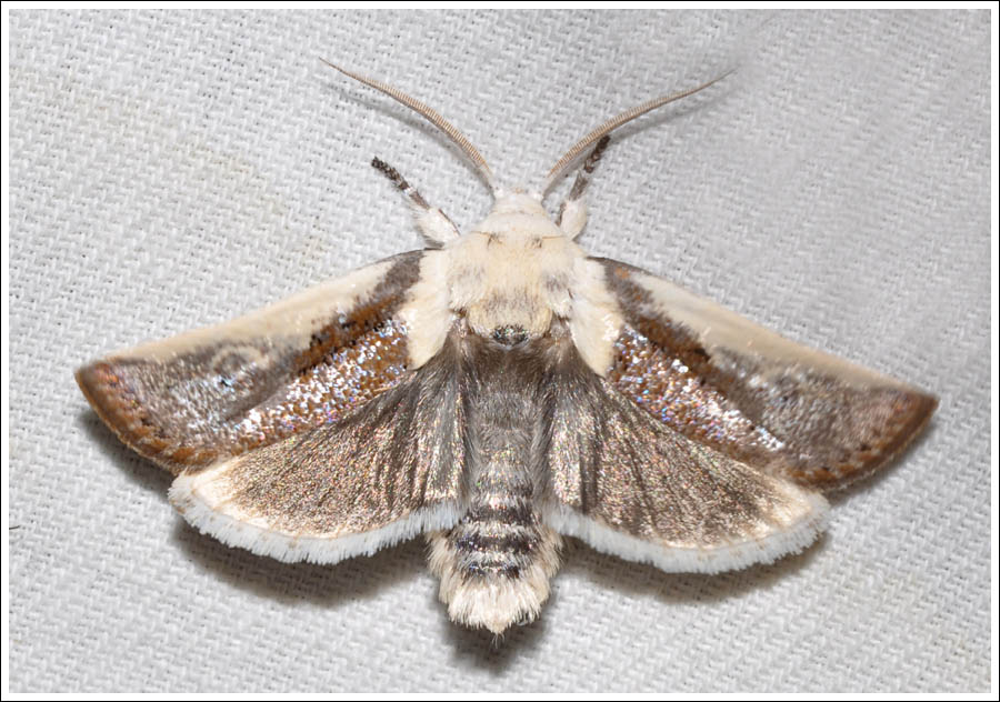 Cryptophasa near irrorata
