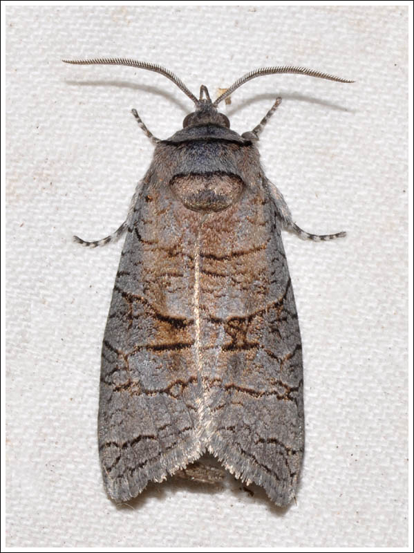 Culama australis
