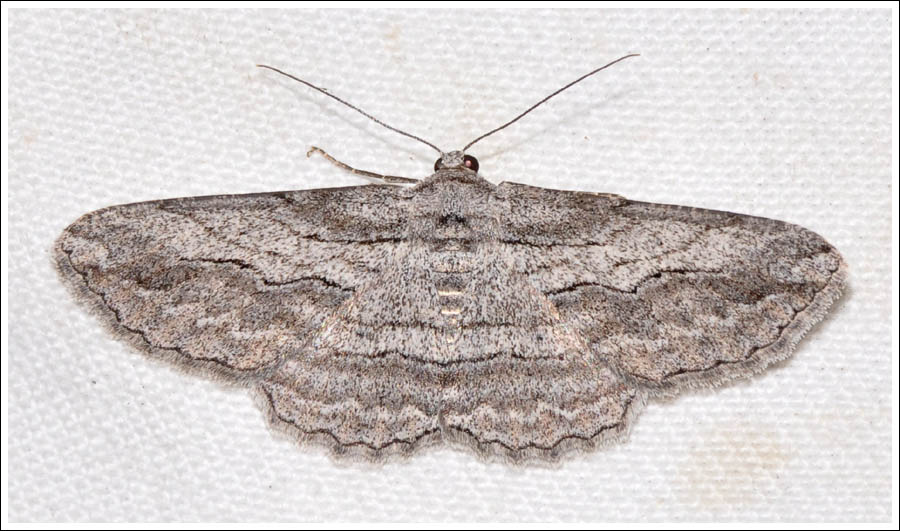 Syneora praecisa.
Geometridae
Ennominae
