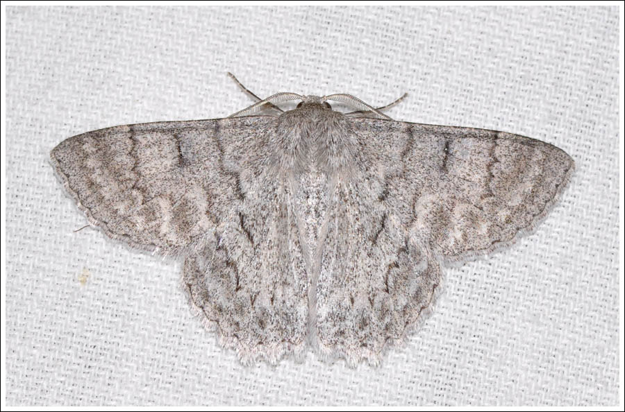 Crypsiphona occultaria
Geometridae
Geometrinae
