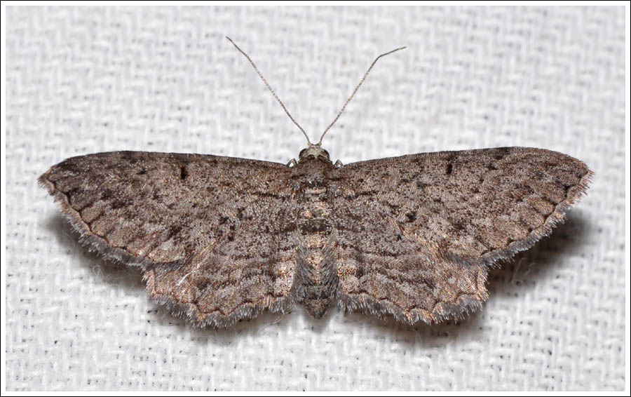 Psilosticha pristis
Geometridae
Ennominae
