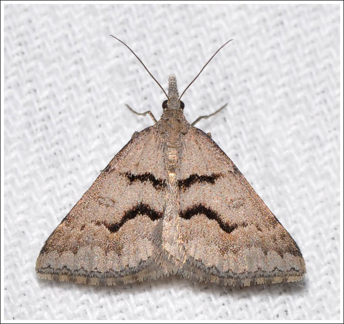 Dichromodes mesogonia
Widespread Heath Moth
Geometridae
Oenochrominae
