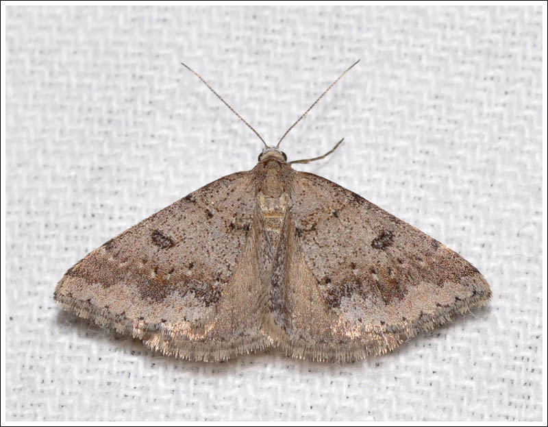 Dichromodes obtusata
Geometridae
Oenochrominae
