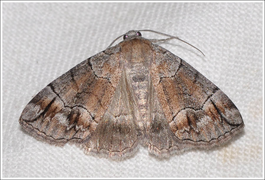 Dysbatus stenodesma
Geometridae
Ennominae
