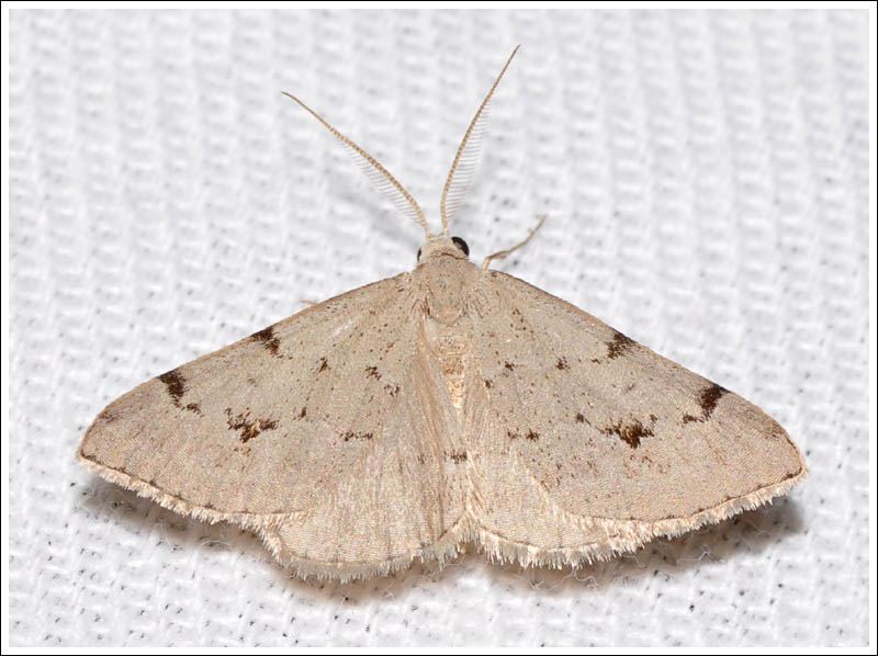 Dichromodes estigmaria
Pale Grey Heath Moth
Geometridae
Oenochrominae
