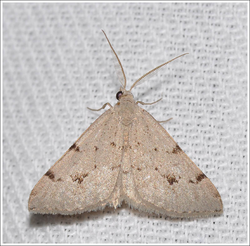 Dichromodes estigmaria
Pale Grey Heath Moth
Geometridae
Oenochrominae
