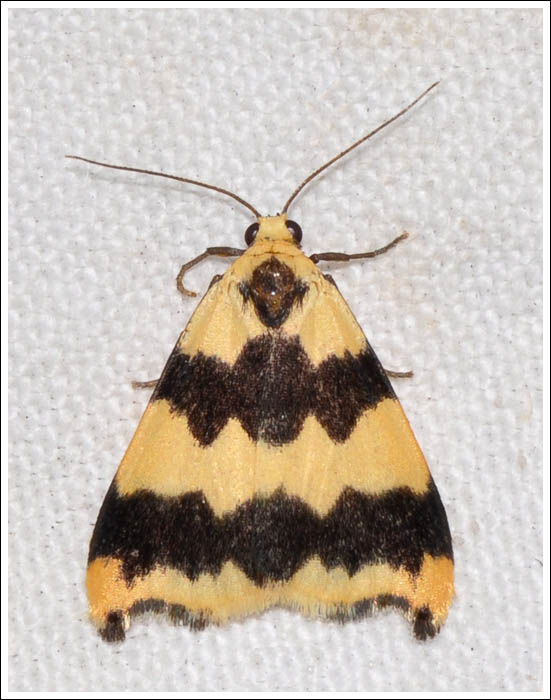 Termessa discrepans
Arctiidae
Lithosiinae
