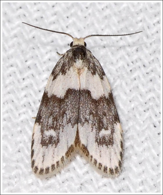 Halone prosenes
Arctiidae
Lithosiinae
