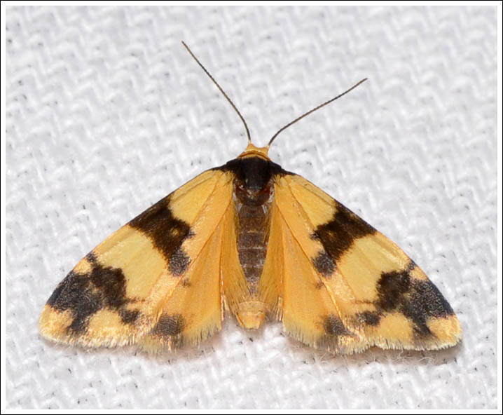 Thallarcha chrysochares
Arctiidae
Lithosiinae
