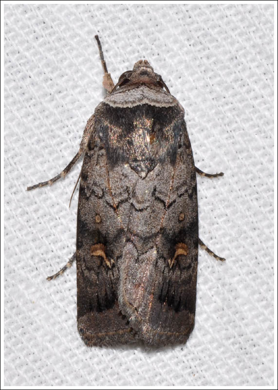 Noctuidae
