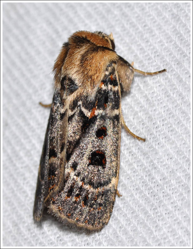Proteuxoa sanguinipuncta
Noctuidae
Amphip[yrinae
