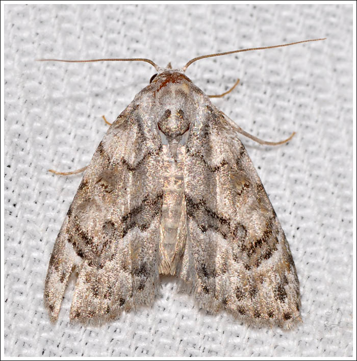 Nola epicentra
Nolidae
Nolinae
