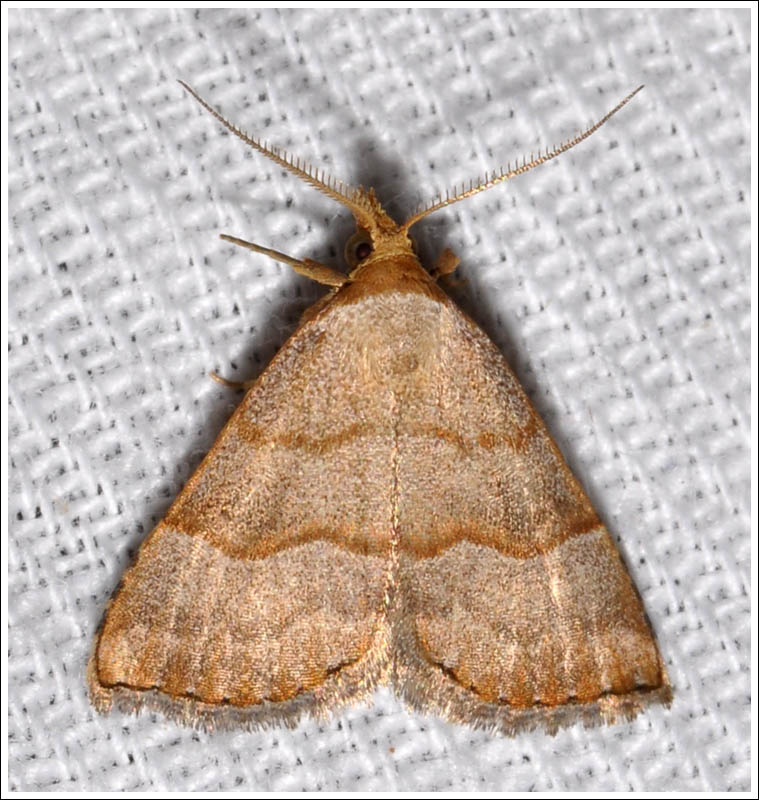 Meranda susialis
Noctuidae
Catocalinae
