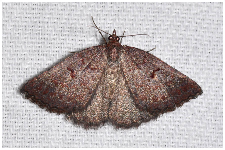Apodasmia rufonigraria
Geometrinae
