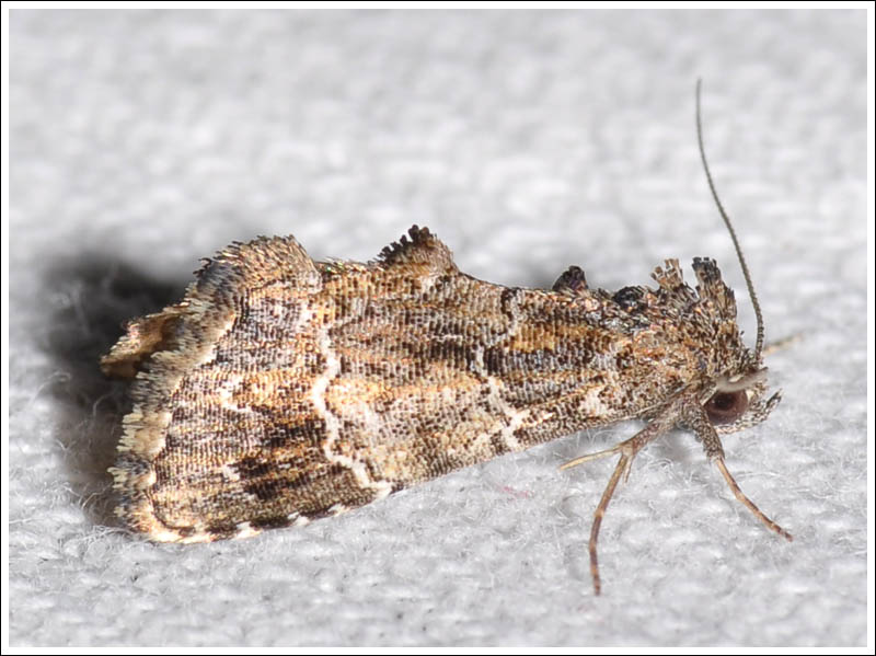 Arrade destituta
Noctuidae
Hypeninae
