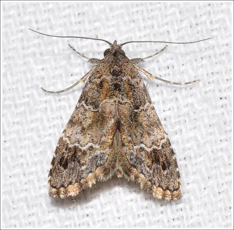 Arrade destituta
Noctuidae
Hypeninae
