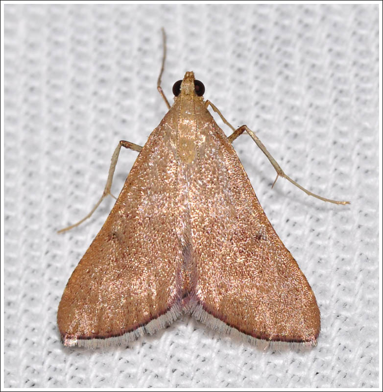 Endotricha ?pyrosalis
Pyralidae
A very worn specimen
