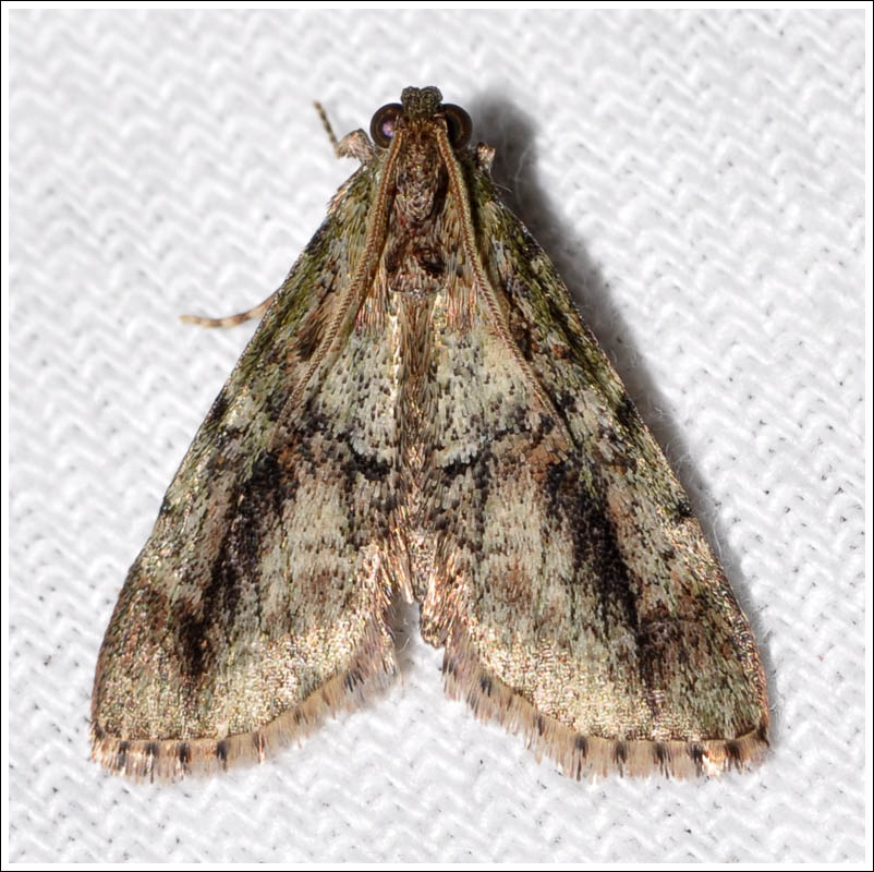 Pyralidae
