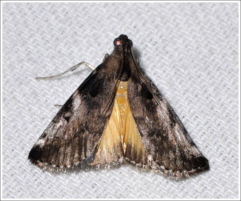 Pyralidae

