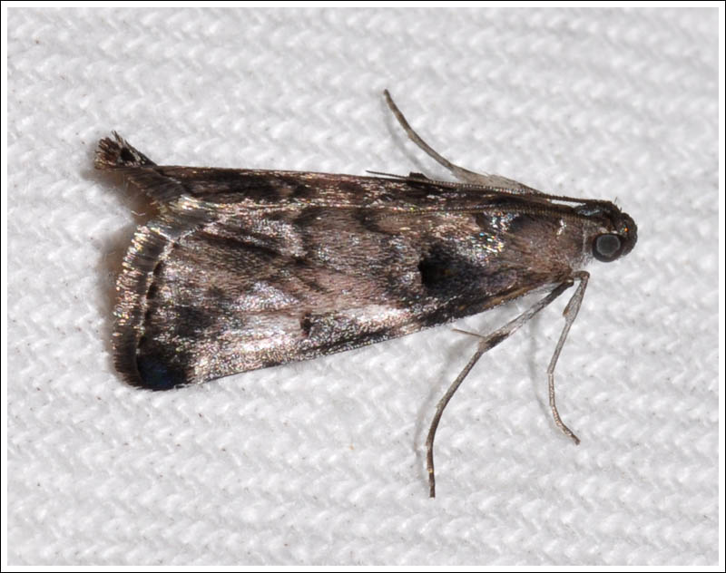 Pyralidae
