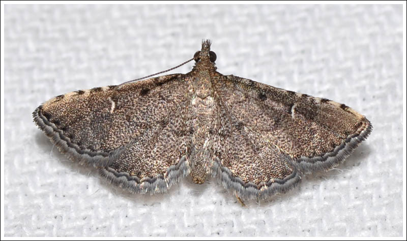 Metasia capnochroa
Crambidae
