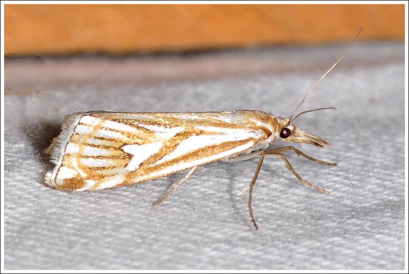 Hednota pleniferellus
Crambidae
