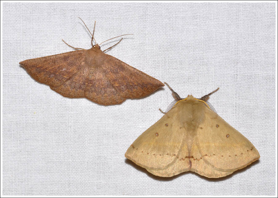 Idiodes apicata and Anthela acuta
