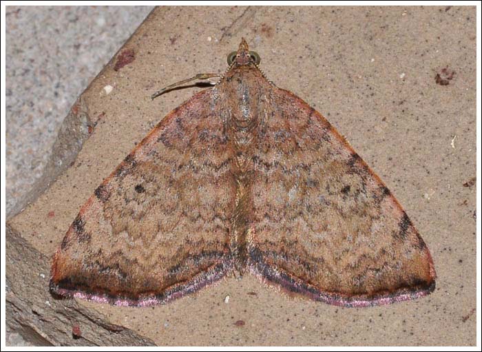 Chrysolarentia mecynata
Geometridae
Larentiinae
