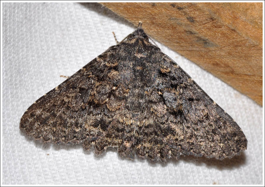 Noctuidae
