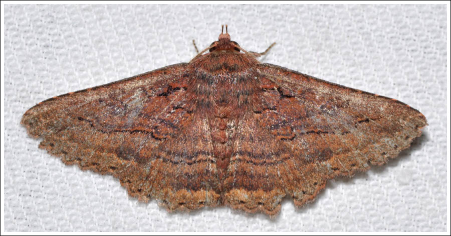 Noctuidae
