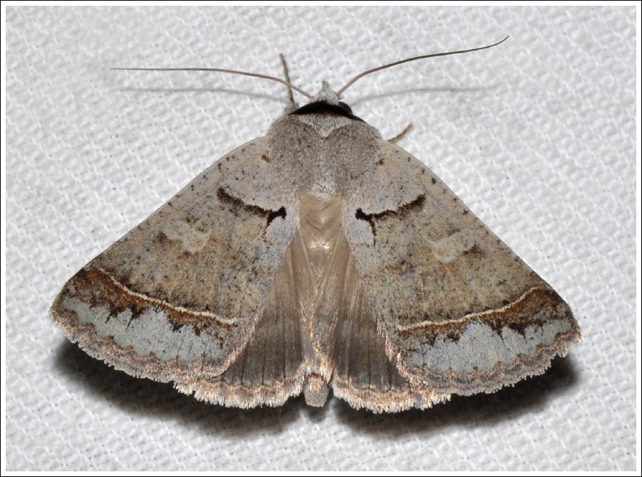 Noctuidae
