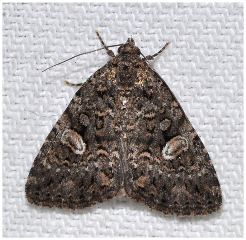 Noctuidae
