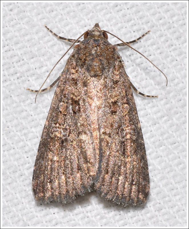 Noctuidae
