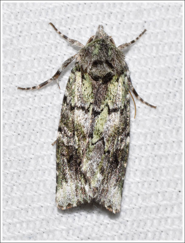 Noctuidae

