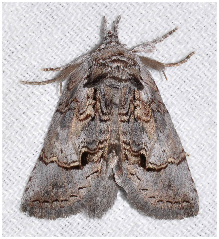 Gallaba eugraphes
Notodontidae
