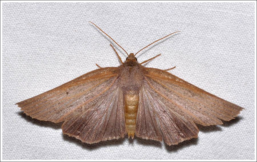 Paralaea porphyrinaria
